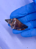 Fighting Conch