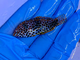 Leopard Wrasse, SSC