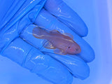 Clown Goby