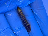 Hector’s Goby