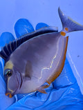 Naso Tang