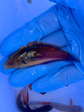 Yellow-Flanked Fairy Wrasse