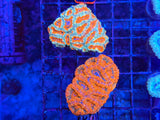 ECC Grade A Red Micromussa (Acanthastrea) Lordhowensis Coral