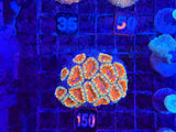 ECC Grade A Red Micromussa (Acanthastrea) Lordhowensis Coral