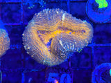 Aussie Multicolor Lobophyllia Coral
