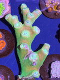 Green Whiskers Duncan Coral