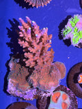 Assorted Premium Acropora