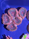 ECC Lobophyllia Coral