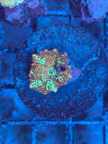 Red Discosoma Mushroom Coral