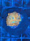 Orange Discosoma Mushroom Coral