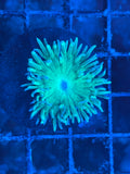 Green Whiskers Duncan Coral