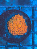 ECC Citrus Orange Short Polyp Goniopora Coral
