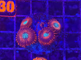 Magician Zoanthids Coral