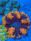 Ultra Rock Flower Anemone