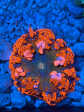 Ultra Rock Flower Anemone