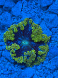 Ultra Rock Flower Anemone