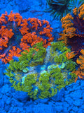 Ultra Rock Flower Anemone