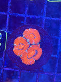 ECC Grade A Red Micromussa (Acanthastrea) Lordhowensis Coral