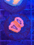 ECC Grade A Red Micromussa (Acanthastrea) Lordhowensis Coral