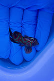 Red Mandarin