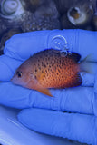 Rusty Angelfish