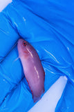 Red Serosa Dottyback