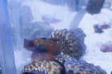 Red Mandarin