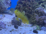 Yellow Watchman Goby