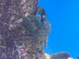 Green Emerald Crab