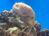 Sponge Decorator Crab