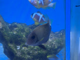 Maculiceps Tang
