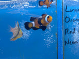 Mocha Longfin Ocellaris Clownfish