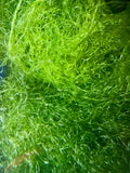 Chaetomorpha Linum Macro Algae