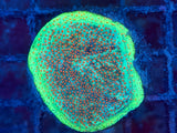 ECC Molten Meteor Cyphastrea Coral