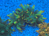 ECC Holy Grail Bubble Tip Anemone