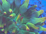 ECC Holy Grail Bubble Tip Anemone