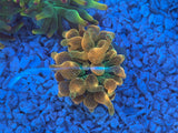 TSA Chicago Sunburst Bubble Tip Anemone
