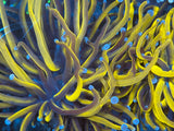 Grade A Blue Tip Gold Torch Coral