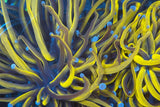 24K Gold Torch Coral