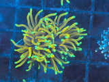 Hellfire Gold Torch Coral