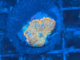 Orange Discosoma Mushroom Coral