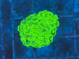 ECC Sour Apple Hammer Coral