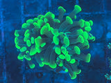 Neon Green Frammer Coral