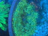 Green Maxi-Mini Carpet Anemone