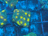 Lemon Eye Chalice Coral