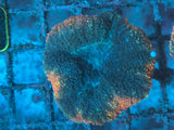 Pink Rim Blue Lobophyllia Coral