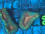 Multicolor Lobophyllia Coral