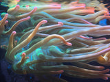 Rainbow Bubble Tip Anemone