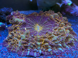 Multicolor Acanthophyllia Deshayesiana Coral