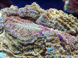 Multicolor Acanthophyllia Deshayesiana Coral